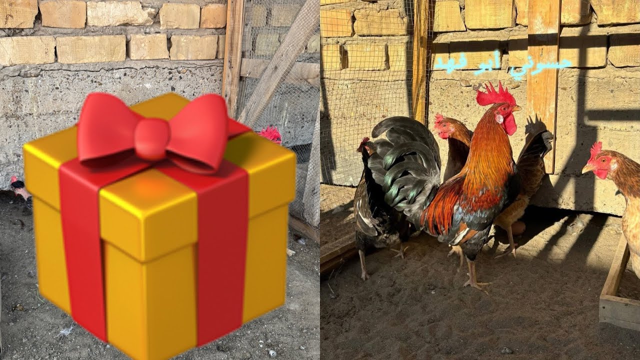 وصللل الدجاج الي منتضرينهه 🔥💁🏻+شنو احسن اكل تنطي الزيادت البيض🥚