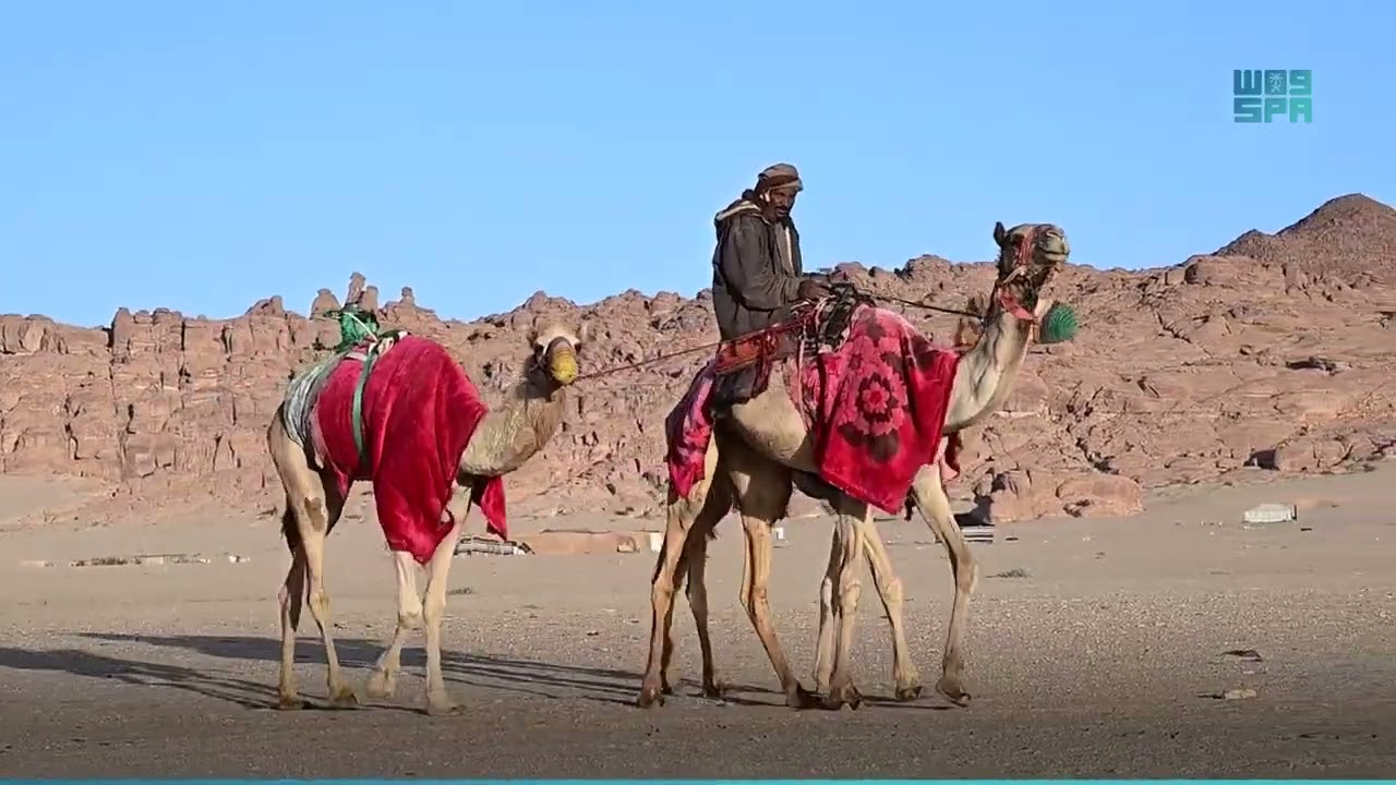 فلاح السدري مدير ميدان #العلا للهجن: الكل مستعد للمشاركة في #كاس_العلا_للهجن⁩ منذ فترة طويلة #واس