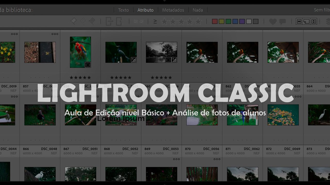 Aula de Edição no Lightroom Classic (Básico) + Análise de Fotos de Alunos