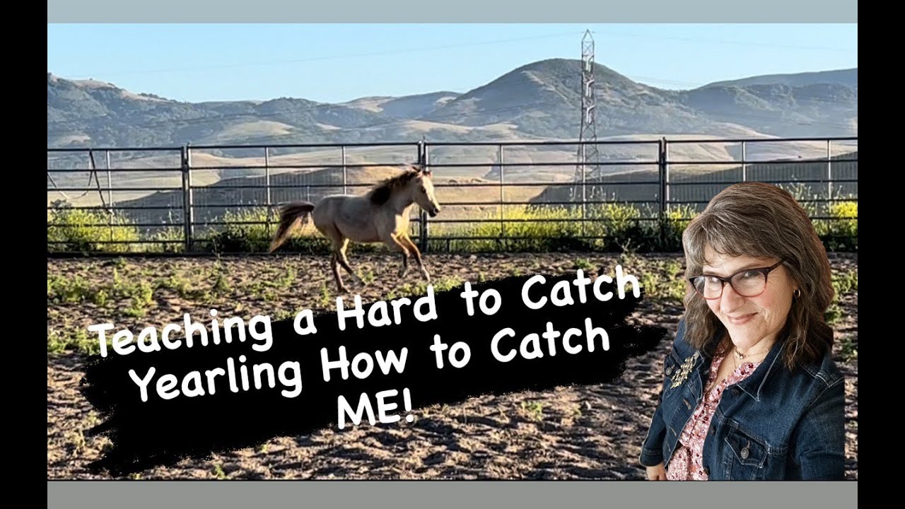 Teaching a Hard to Catch Miniature Horse How to Catch ME!