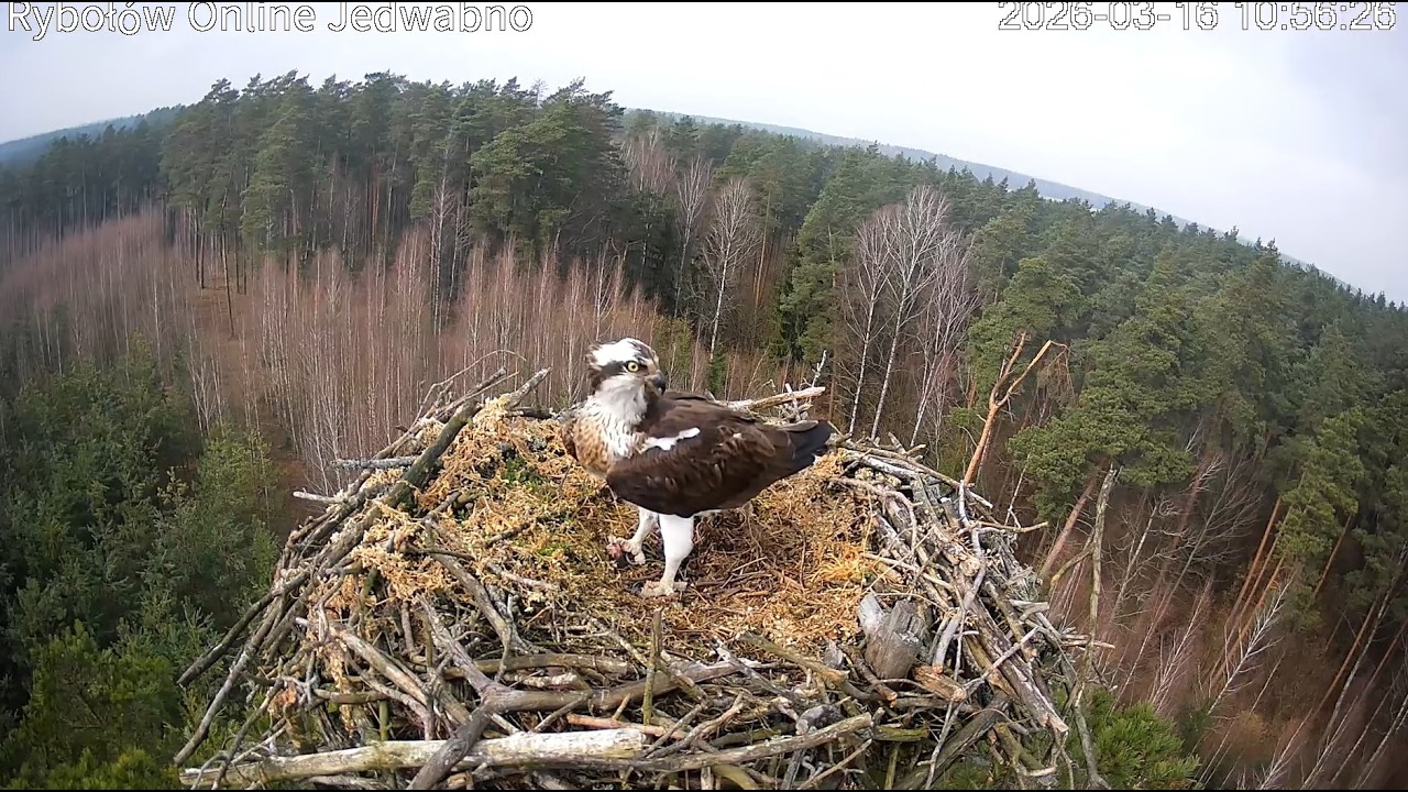 Rybołów Online Jedwabno / Ospreys Online Jedwabno