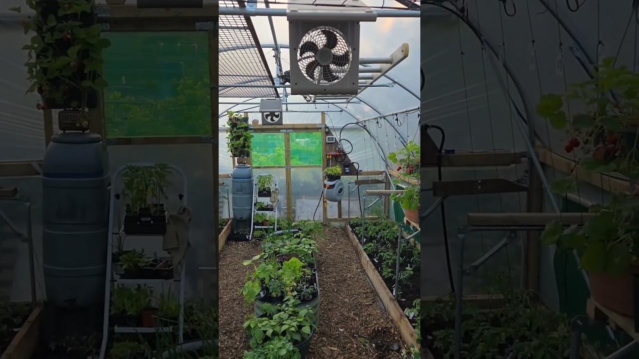 Hi-Tech Polytunnel #shorts #polytunnel #growyourownfood