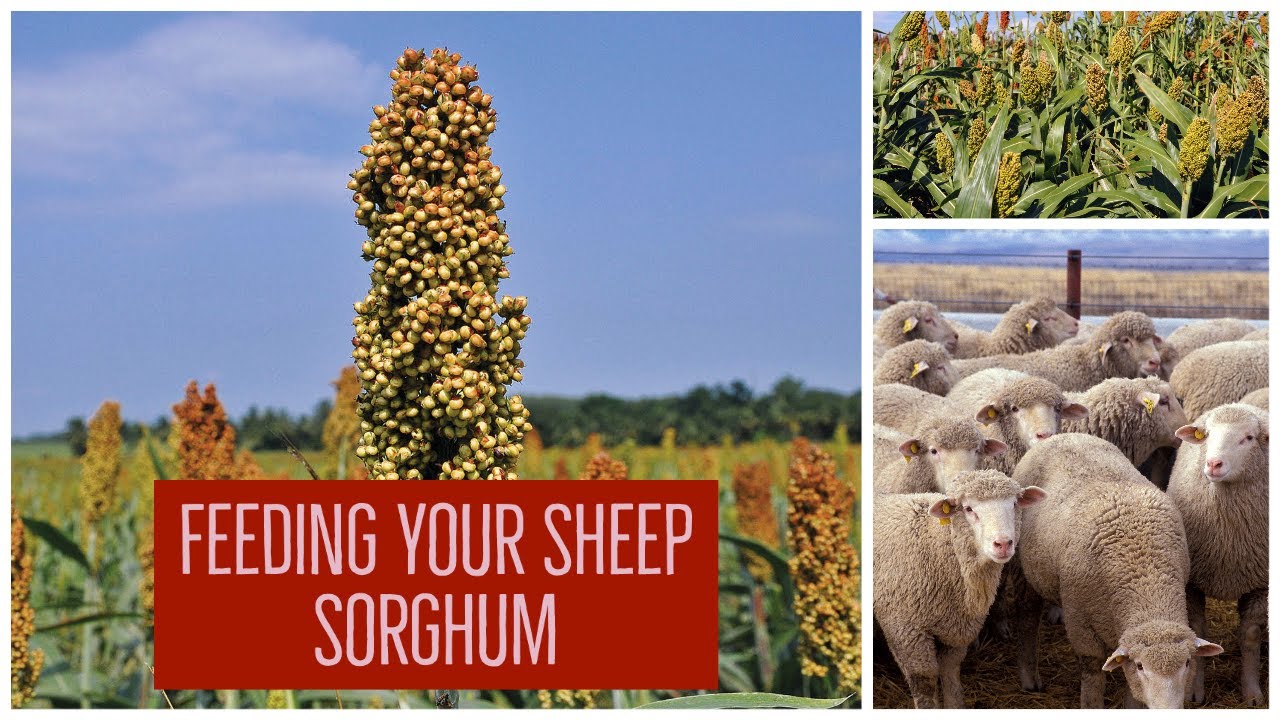 Nerpo Explains : Feeding Your Sheep Sorghum