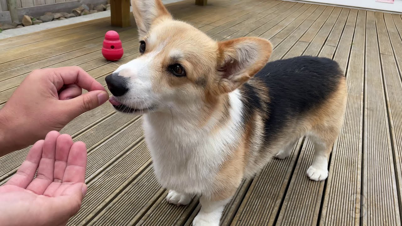 Imaginary Treat Challenge with Chewy the Corgi
