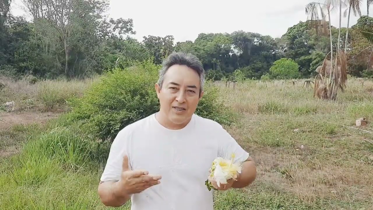 COMO FAZER UM CRUZAMENTO OU HÍBRIDO DE PITAYA