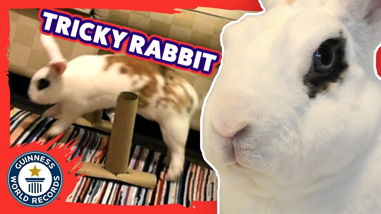 Taawi: Adorable bunny sets trick record - Guinness World Records