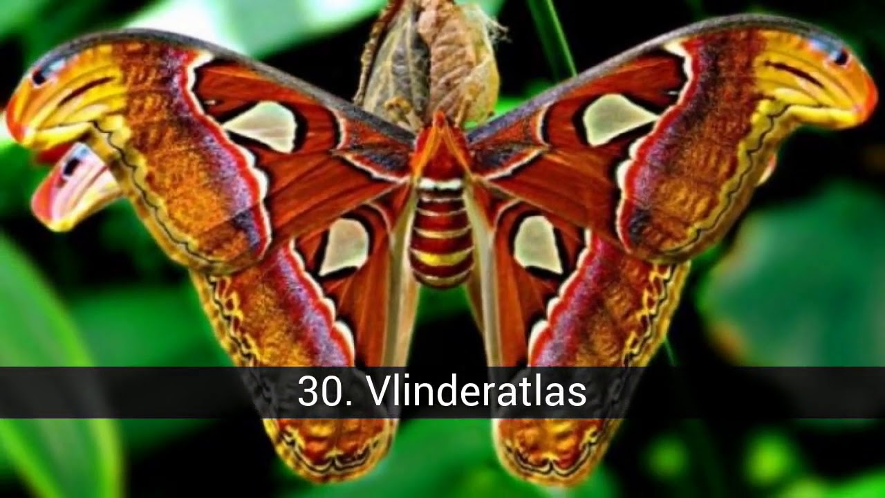 De mooiste vlinders ter wereld