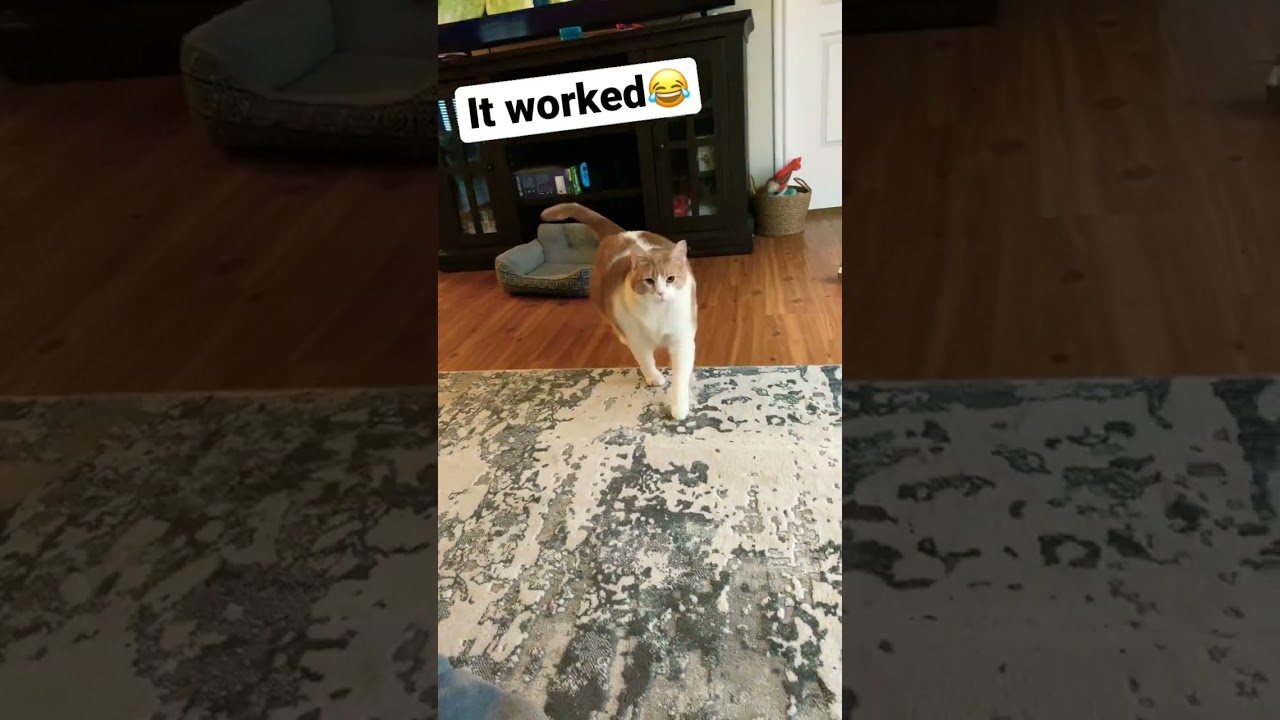 Cat calling sound # #cat #cool #callingsound