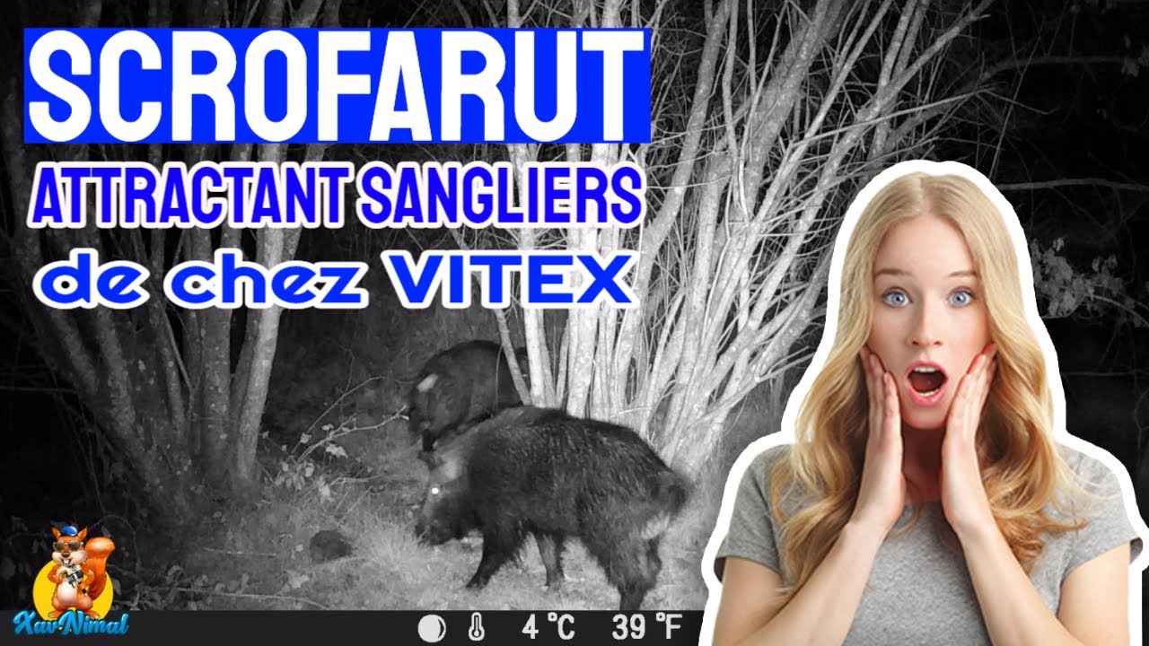 Test Scrofarut de VITEX pour attirer les sangliers !
