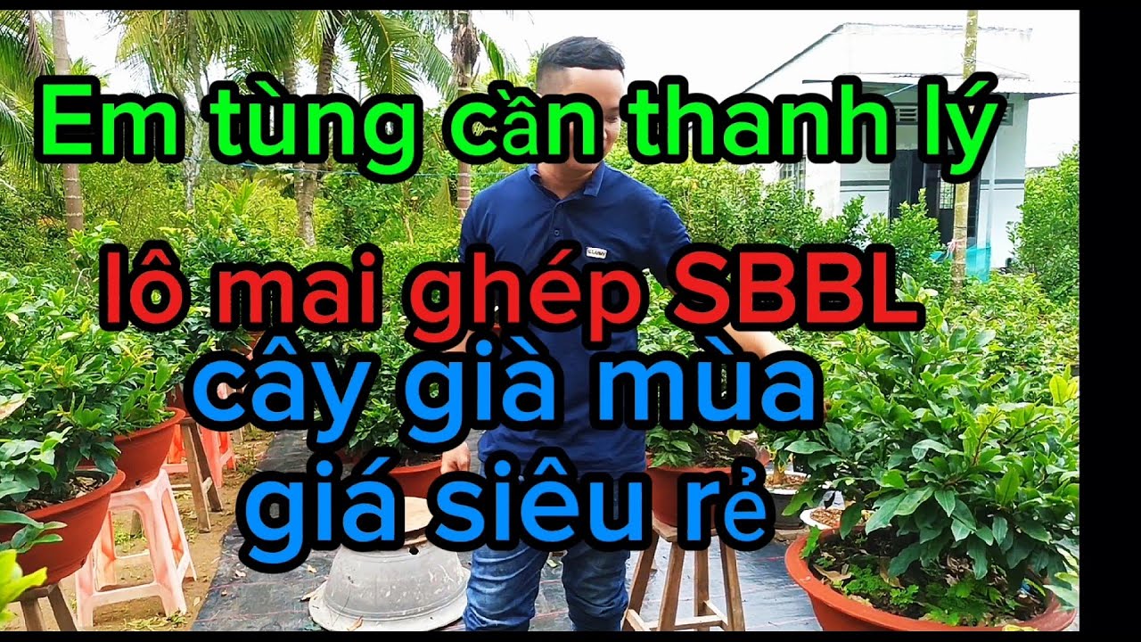Thanh lý lô 22 cây mai ghép SBBL,già mùa giá rất rẻ