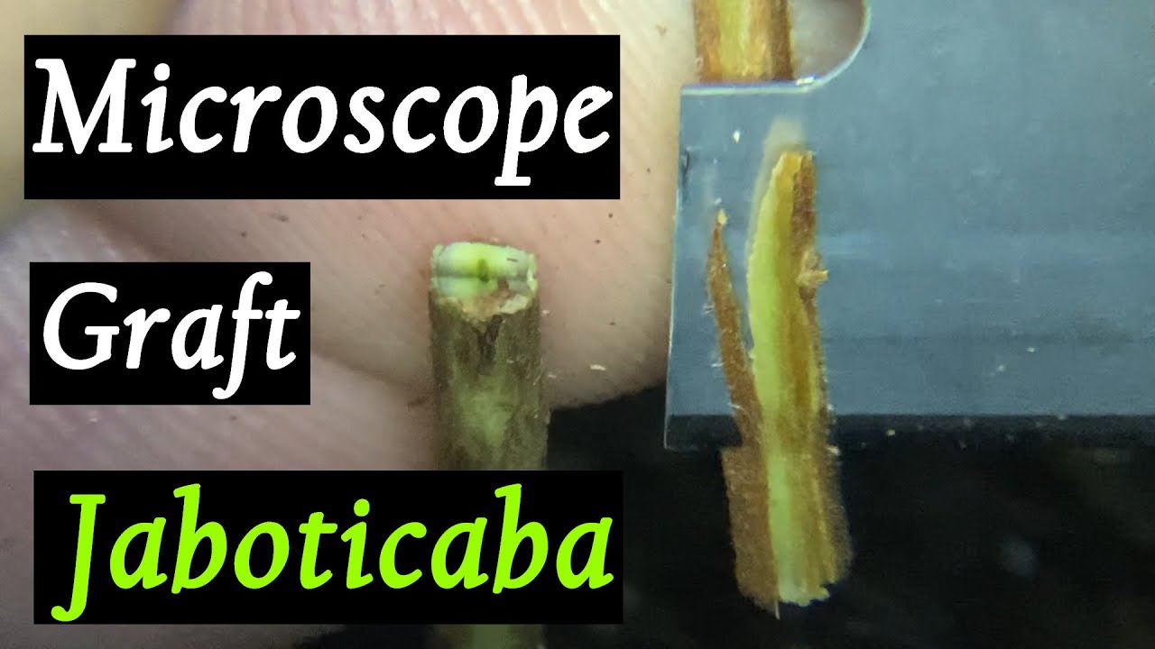 Tiny Grafts Performed under Magnification - Close up view of Cleft Grafting