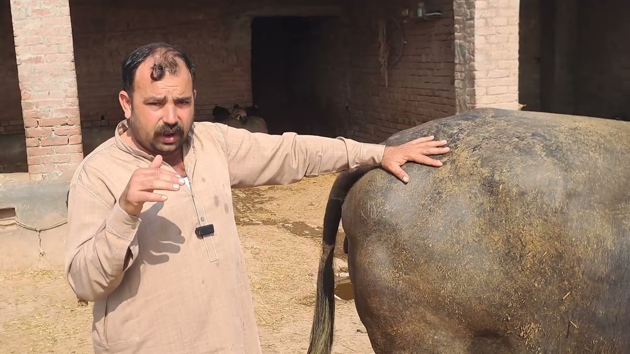 کھانگر بھینس فار سیل 