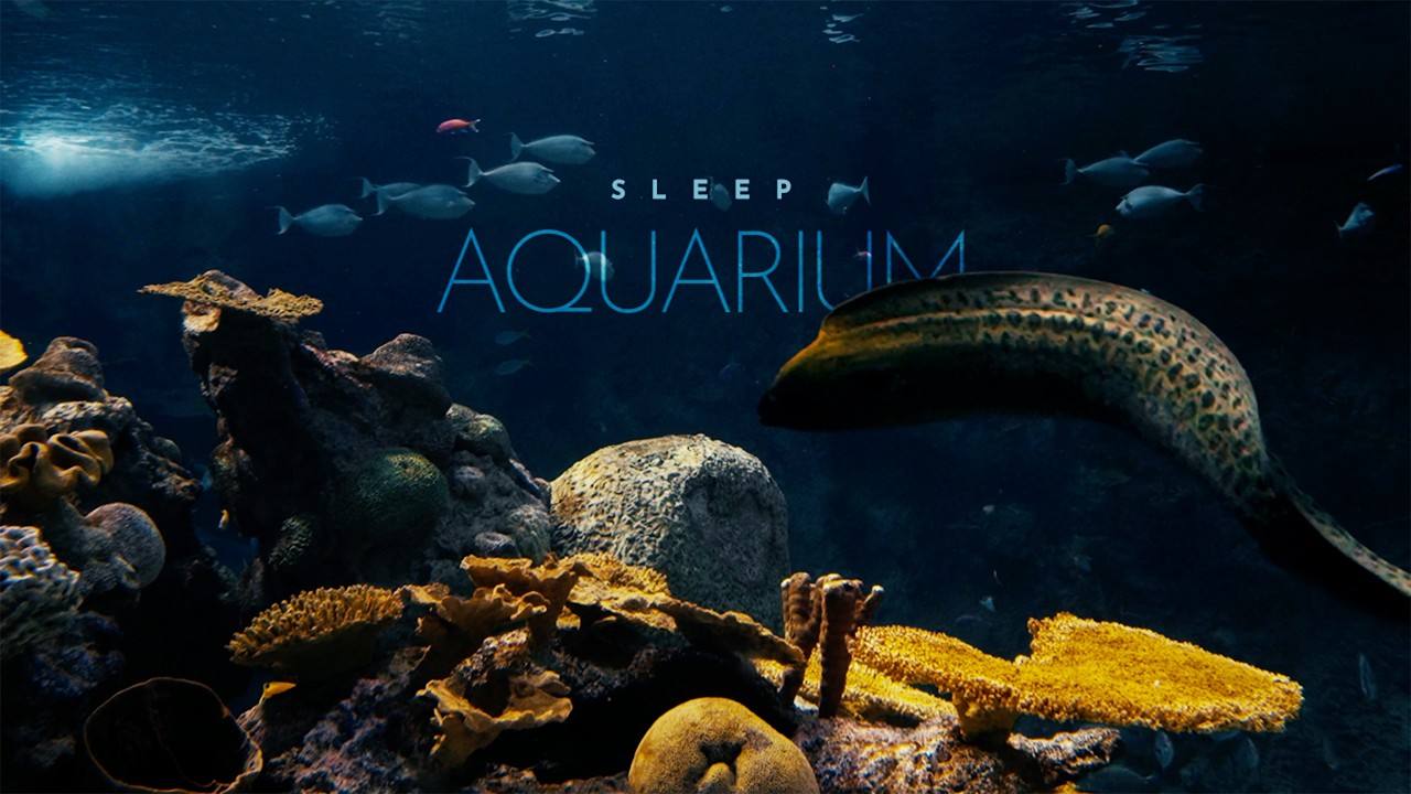 Sleep Aquarium • no music • Underwater Soundscape ASMR