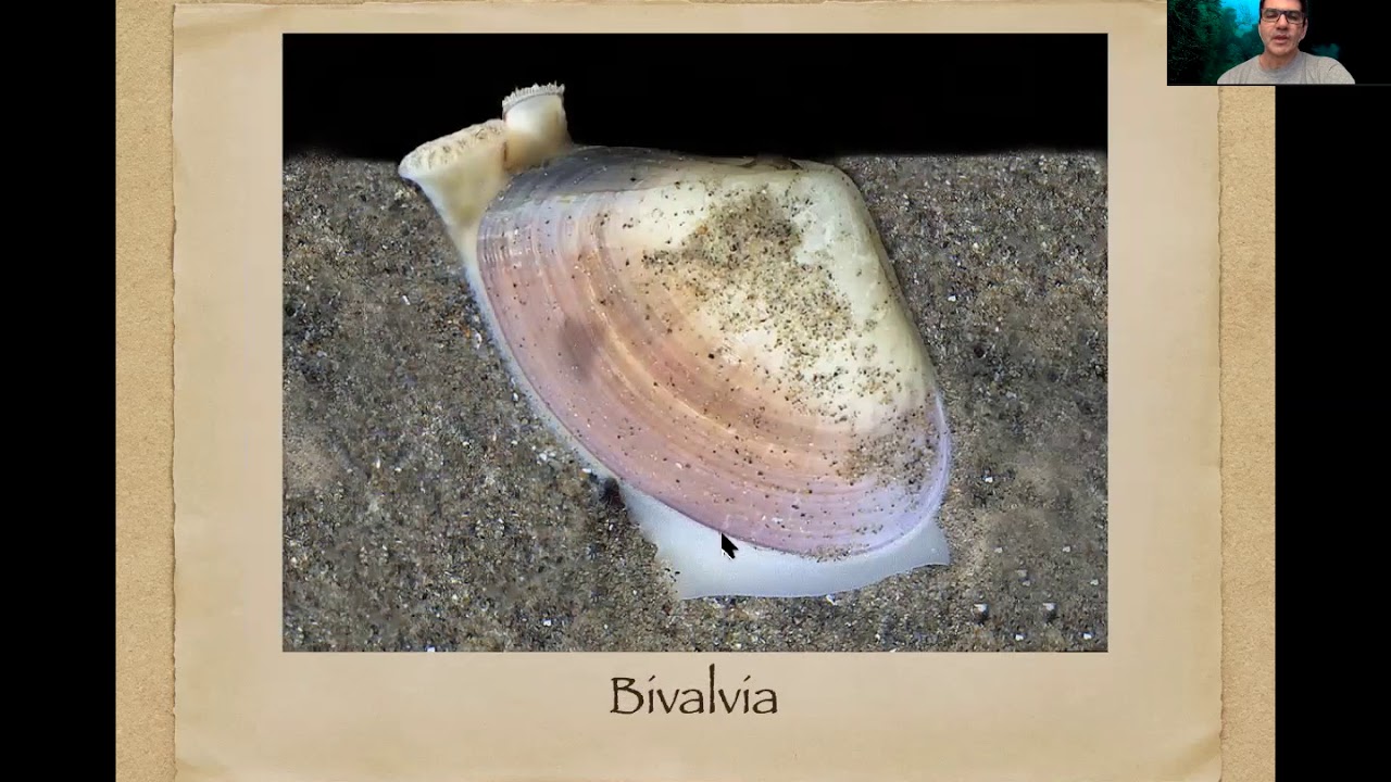 Mollusca - Introdução, Aplacophora, Monoplacophora, Polyplacophora e Gastropoda