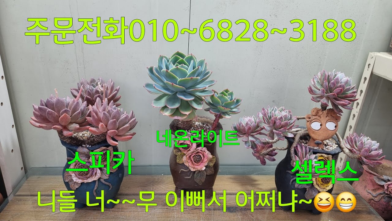 (26.2.11.수)목대좋은 이쁜다육들 힐링하세요~😁😆