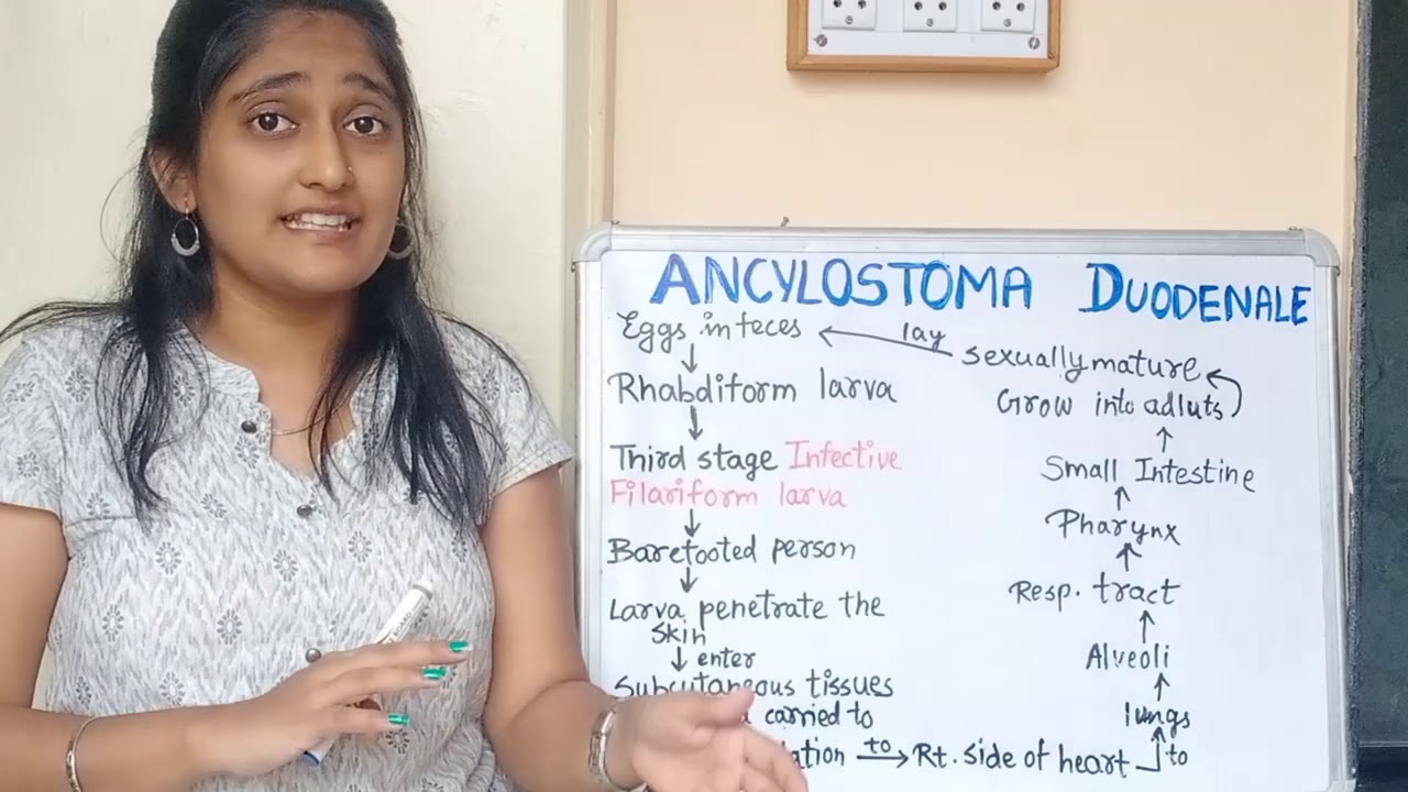 Ancylostoma Duodenale morphology, Life cycle in hindi, Pathogenesis in hindi, Lab diagnosis