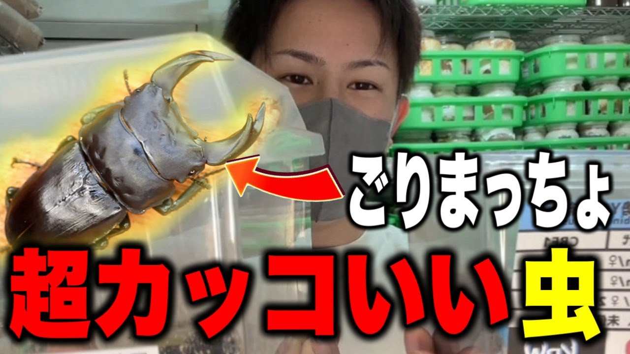 ショップでゴリマッチョな虫を購入！！【オオクワガタ】