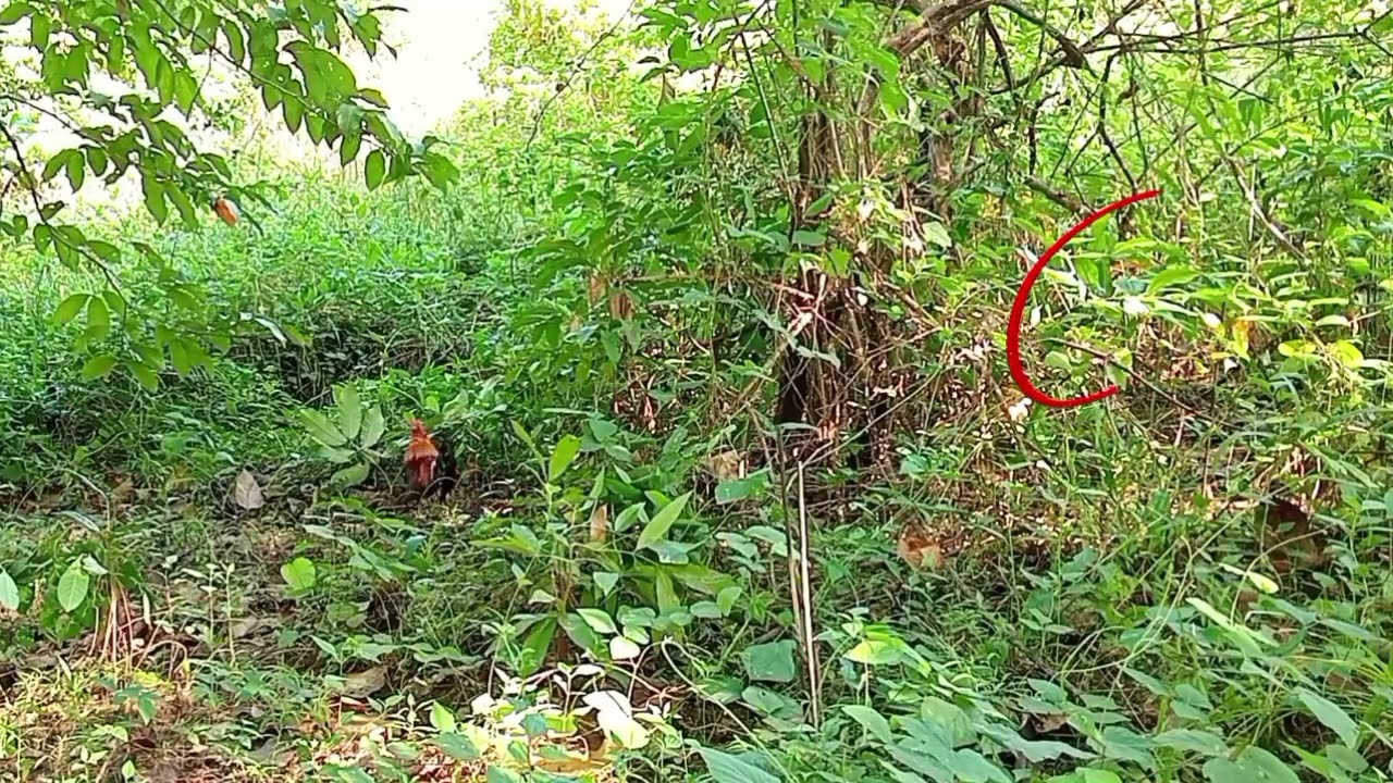 Sa wakas nakahuli na ang aking under training na pangati #labuyo #hunting #redjunglefowl 