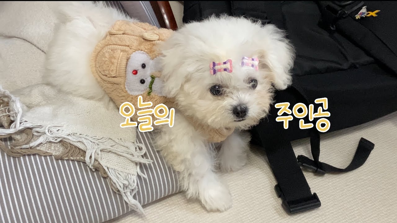 알로의 첫 산책, 이제 내가 세상을 가졌어 ! 🐶🐾