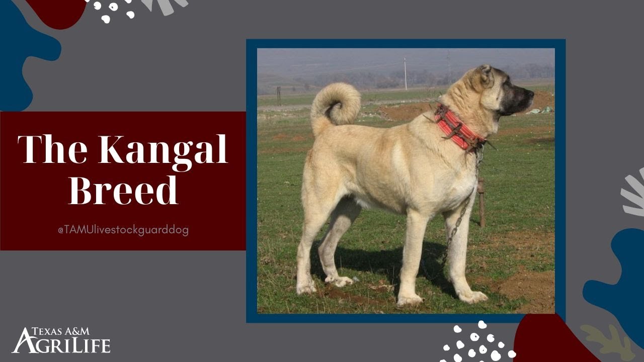 The Kangal Breed