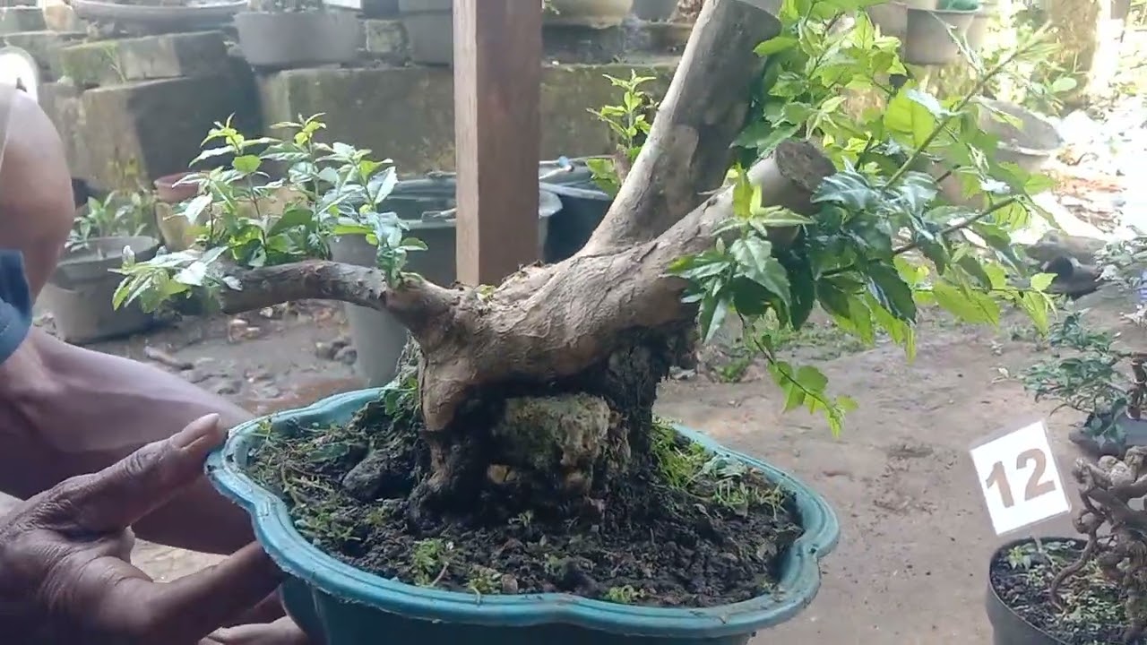 Bonsai di pak tamaji harga obral cek 083135924319