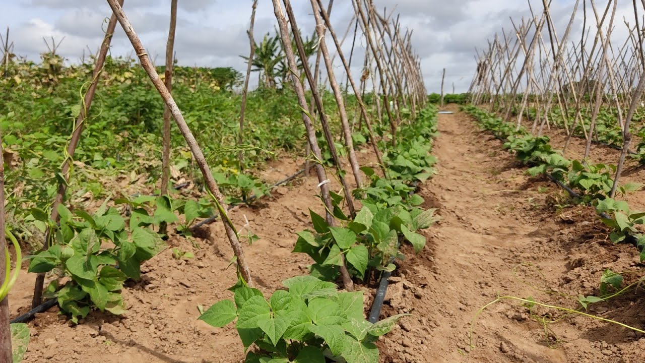como cultivar  feijão vagem .  ,colocando vara   com 24 dias de plantado e enrolando a ramagem