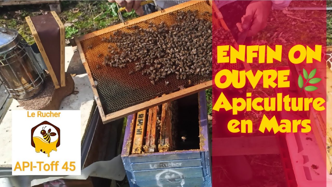 Apiculture en Mars ENFIN ON OUVRE 🍯🐝 pré-visite de printemps