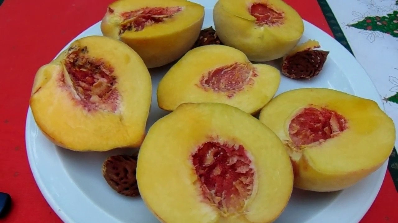 Embolsado de durazno , control del gusano del fruto .