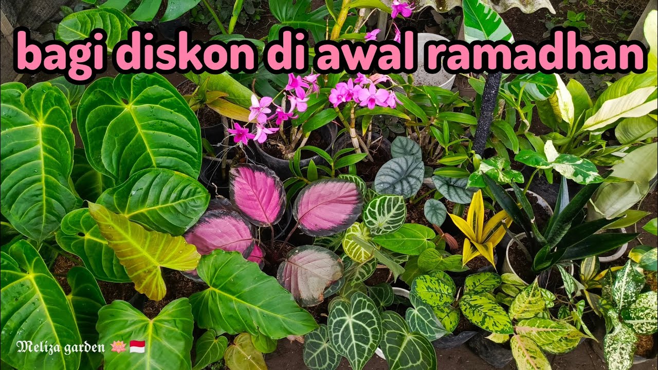 awal ramadhan bersama tanaman hias🤠