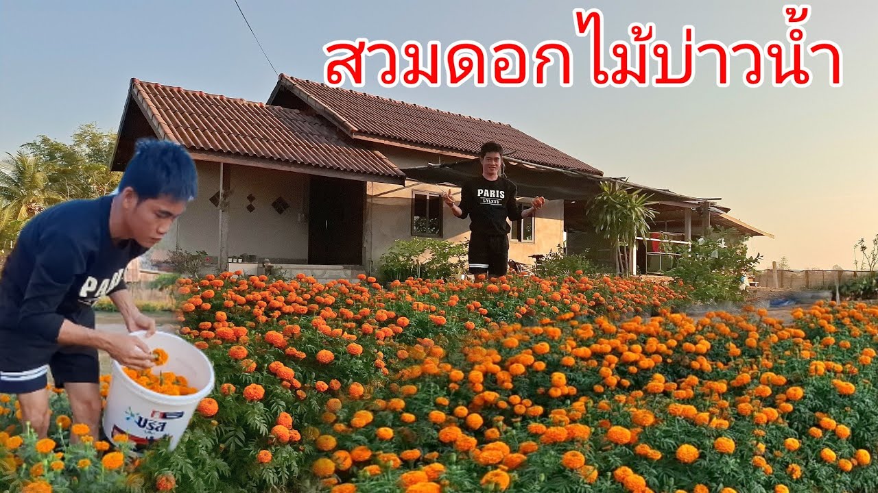 ดอกไม้บ่าวน้ำสวยมาก