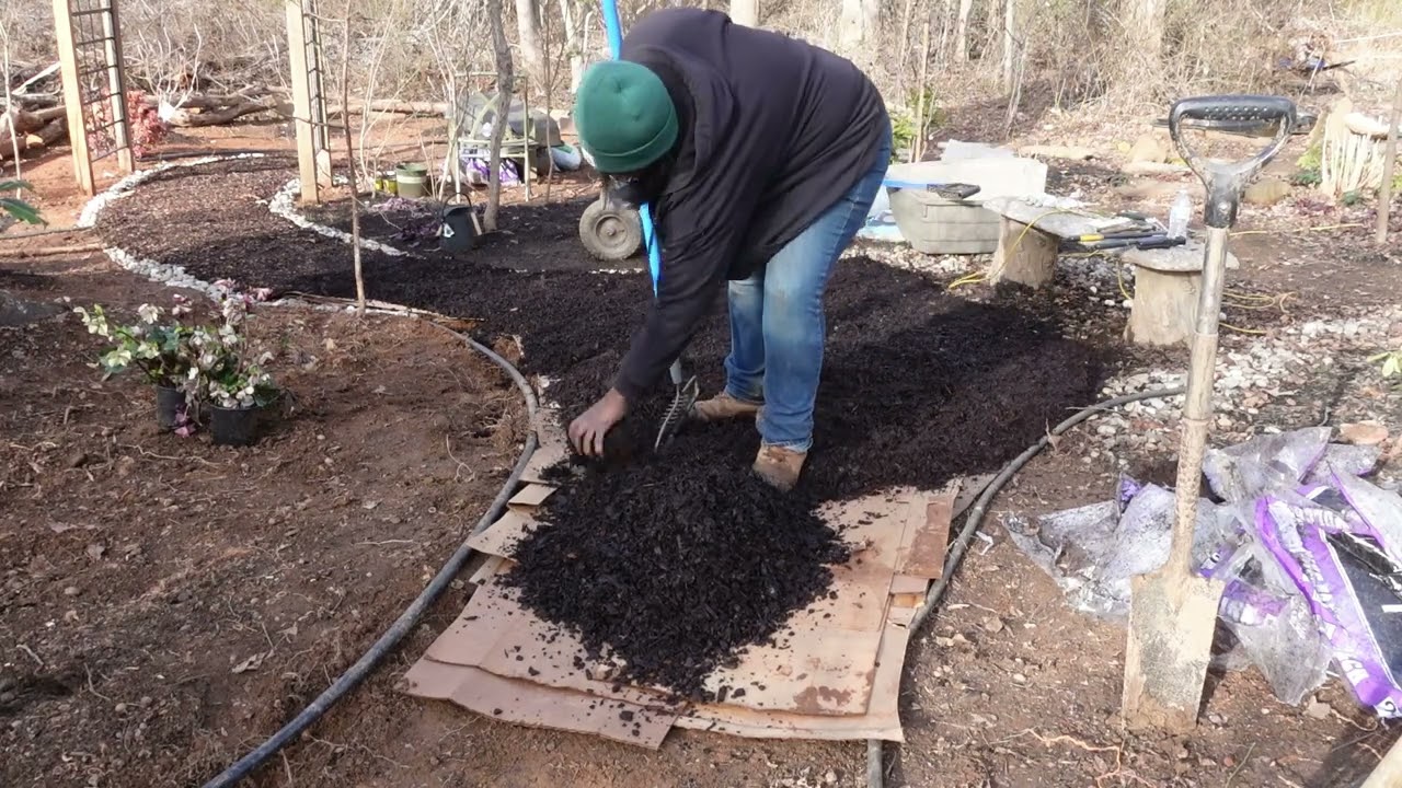 Working on Woodland Garden path and planting Hellebores