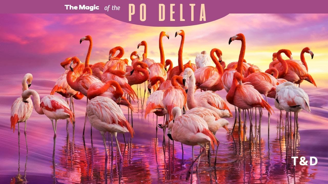The magic of the PO DELTA