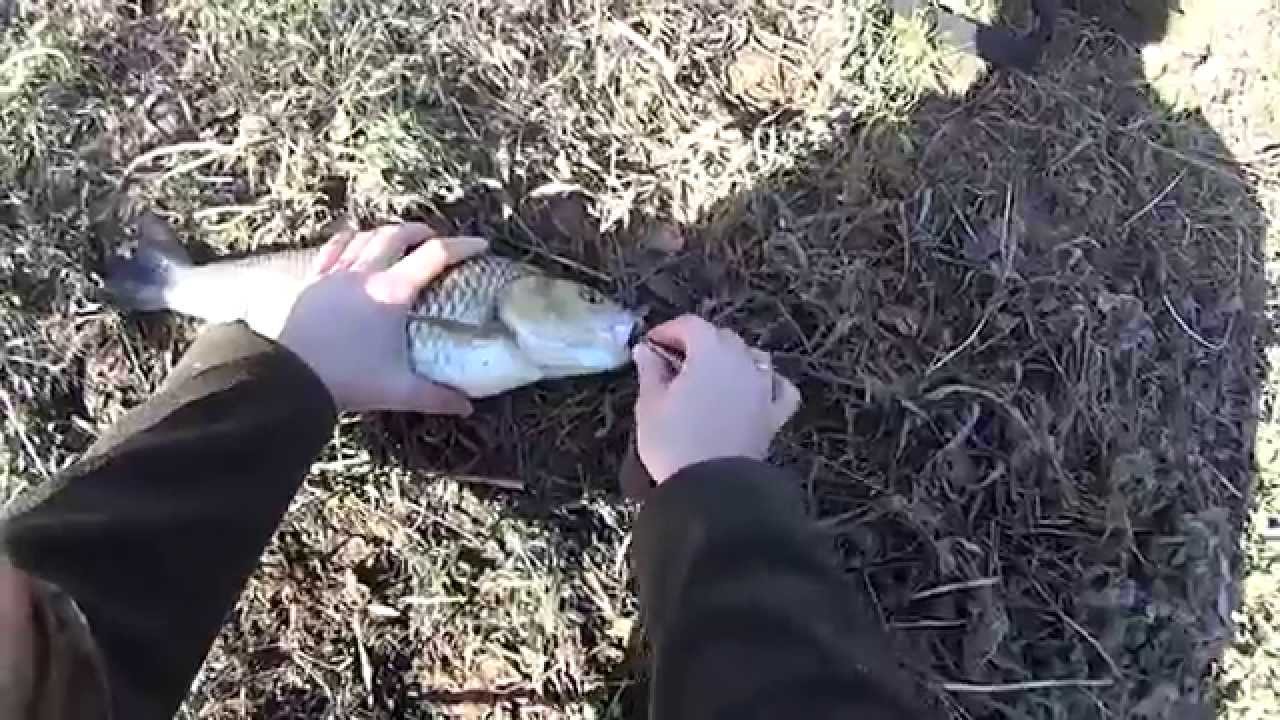 Premier chevesne de 2015 - la pêche à Luxembourg