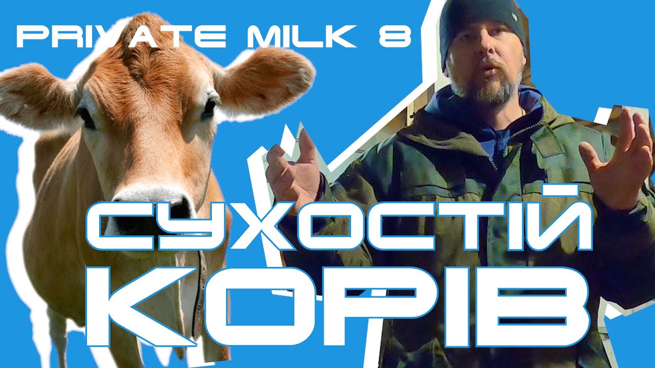 Запуск корів на сухостій | Private Milk | Травецький