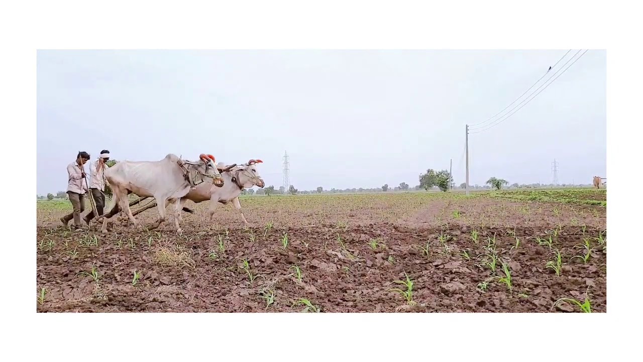 Farmer WhatsApp status