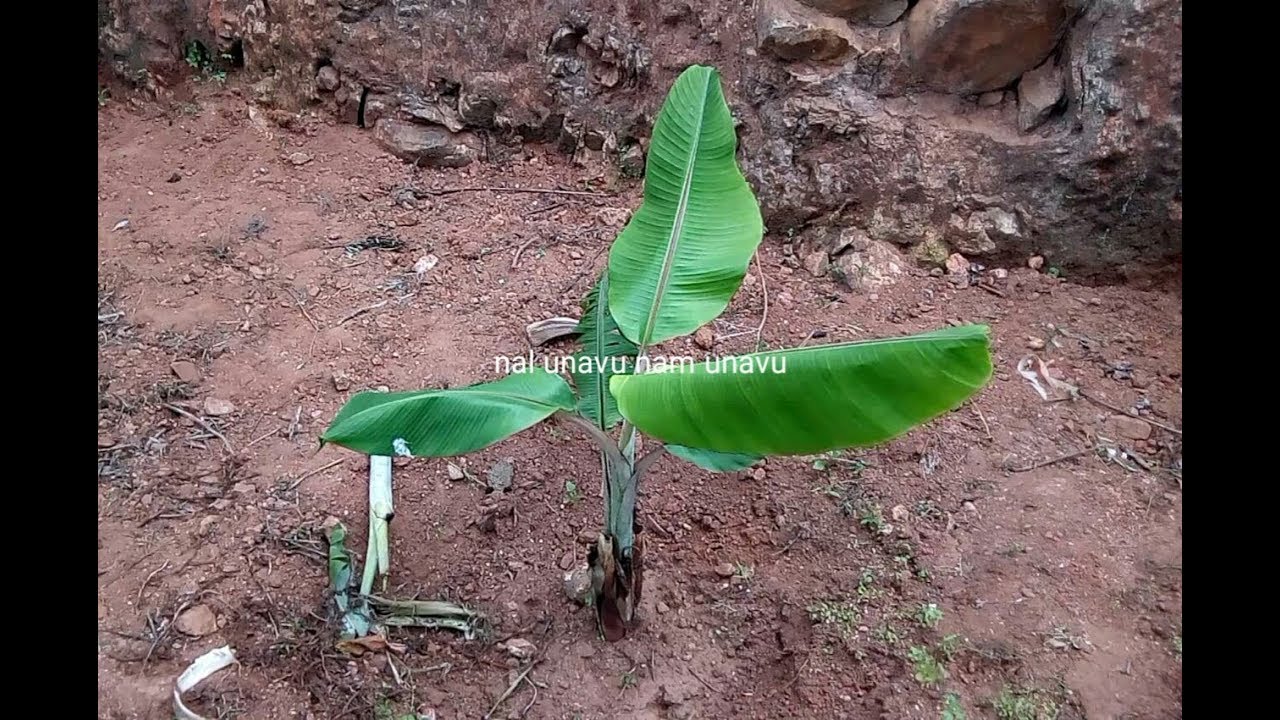 வாழை கன்று நடும் முறை / How to plant a plantain tree