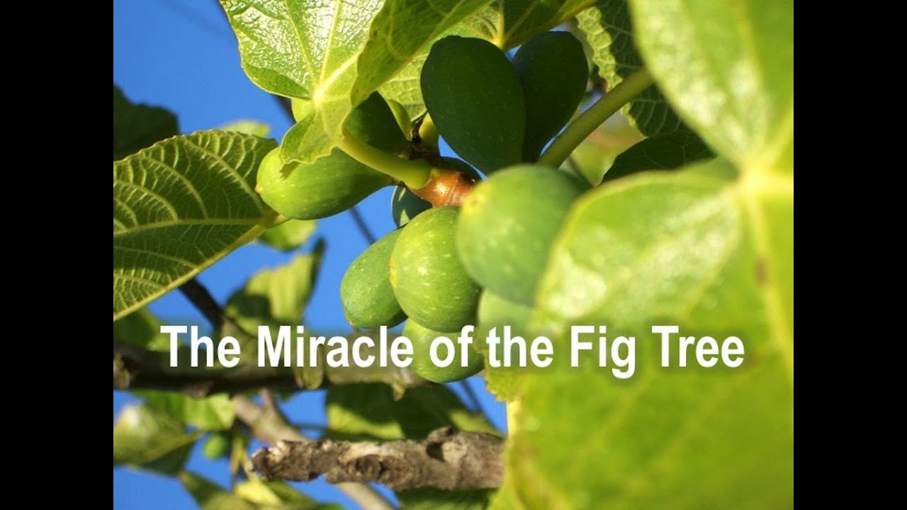 The Miracle of the Fig Tree