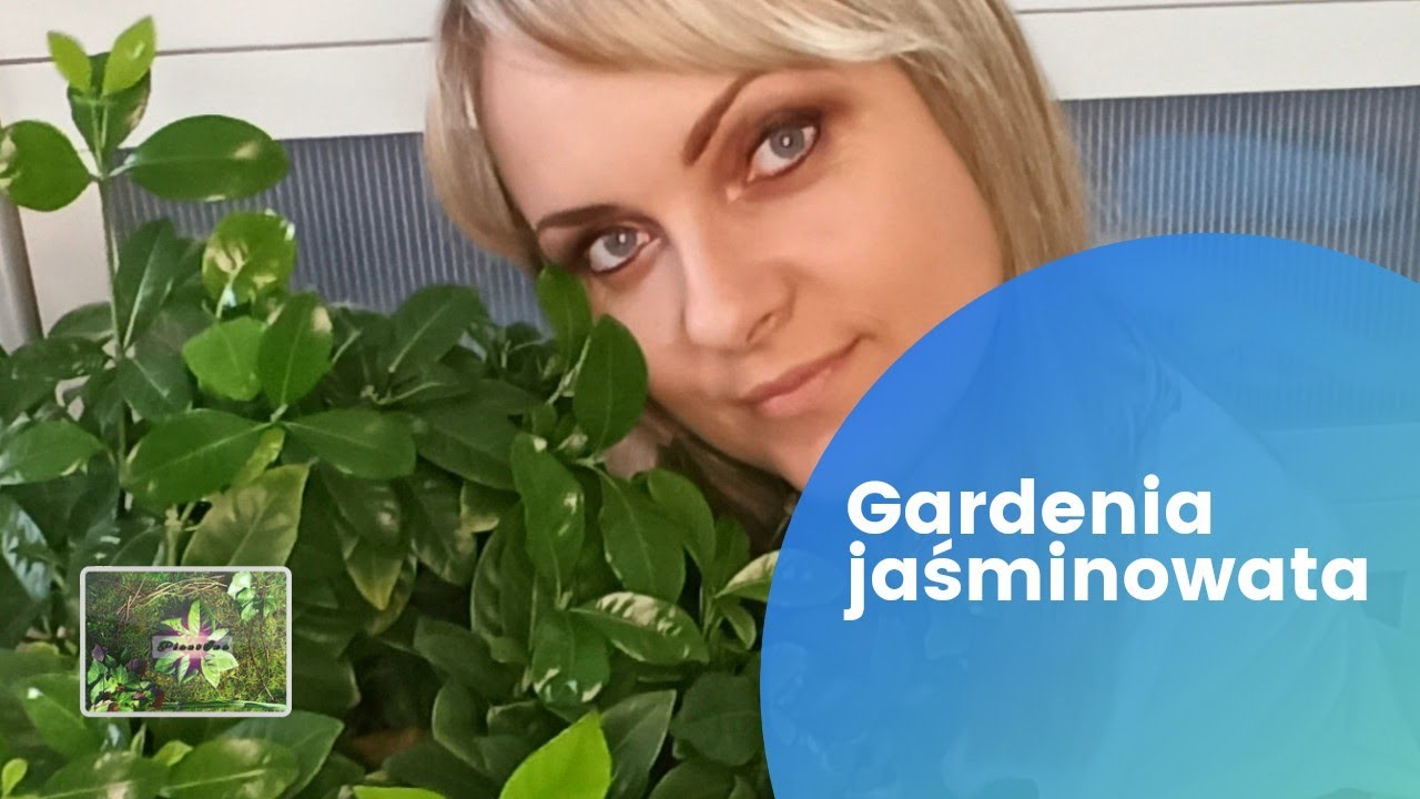 Gardenia jaśminowata (Gardenia jasminoides) - kr&oacute;tki poradnik #gardenia
