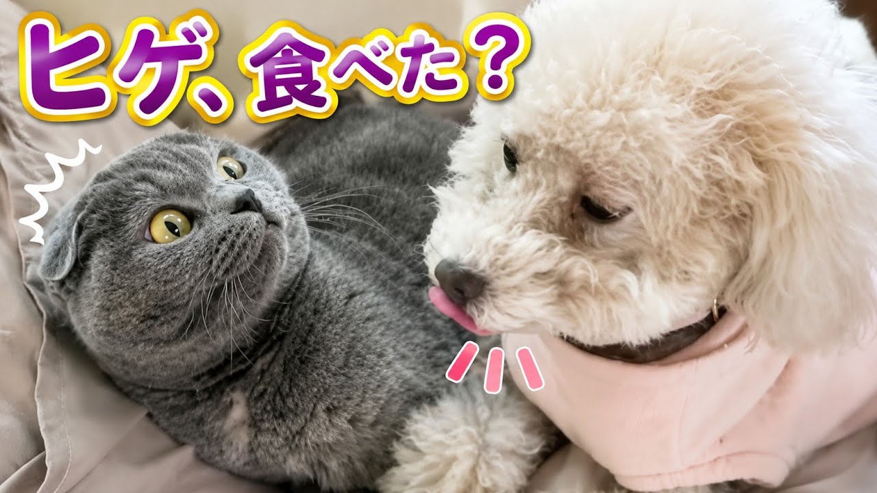 ヒゲ、食べた？Did you eat your beard？