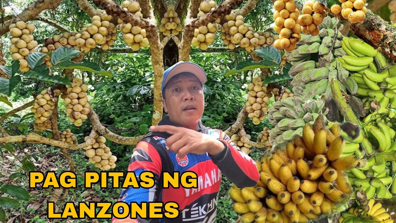 Sabay sabay ang pitas Lanzones at tsaka saging na saba latondan hinog na sa dulo