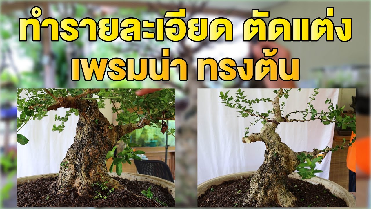 Bonsai Station [Workshop Station] EP.48 ทำรายละเอียดตัดแต่ง ตอเพรมน่าทรงต้น