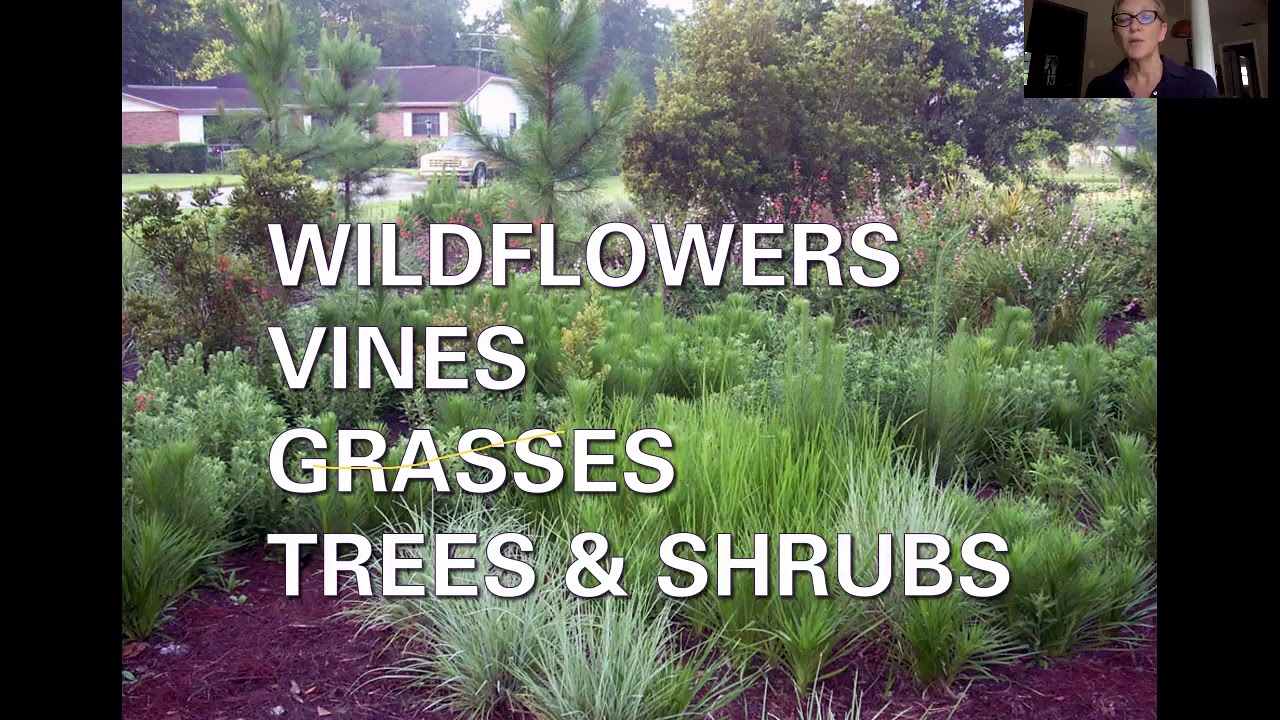 Native Plants for Florida Gardens with Stacey Matrazzo