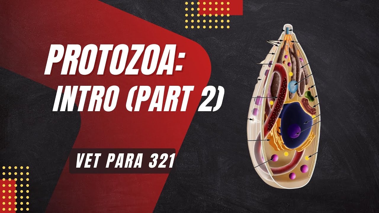 VET PARA 1 | Protozoa: Introduction (Part 2) | Chapter 10