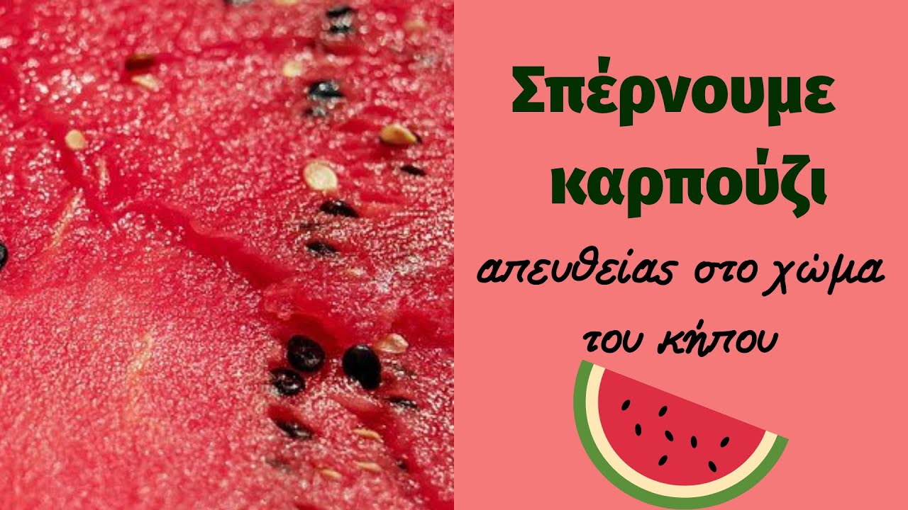 Σπέρνουμε  καρπούζι  απευθείας στο χώμα του κήπου