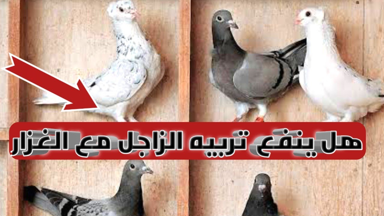 مواعيد فتح الحمام الزاجل وهل ينفع نربي مع الحمام الزاجل حمام غزار