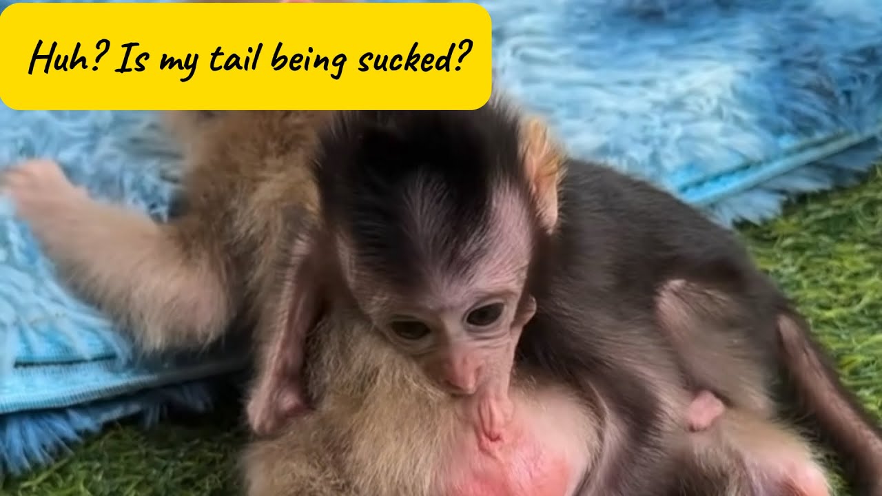 Baby Monkey Thinks Big Brother’s Tail Is a Pacifier 😂🐒