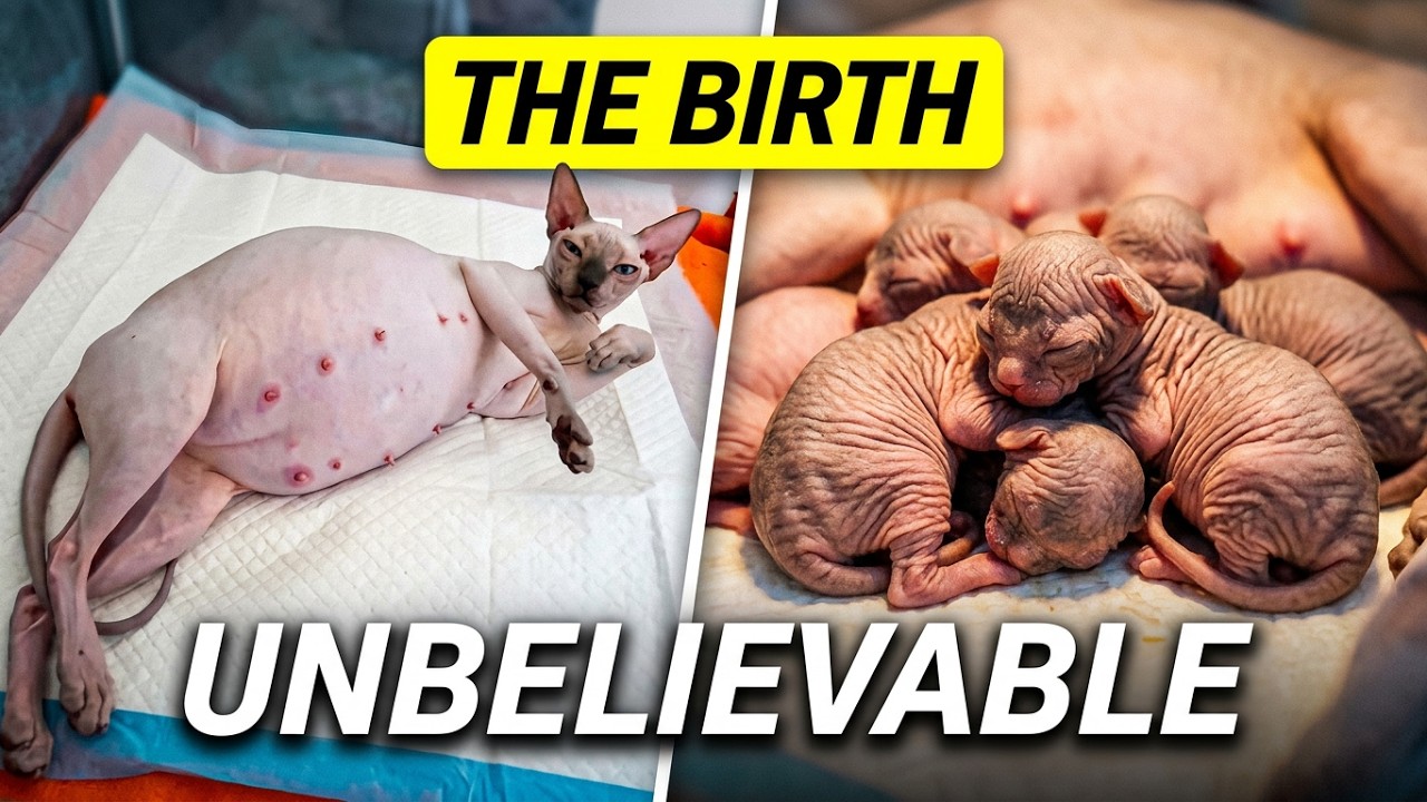 WARNING You Won't Believe What Happens When a Sphynx Cat Has Kittens