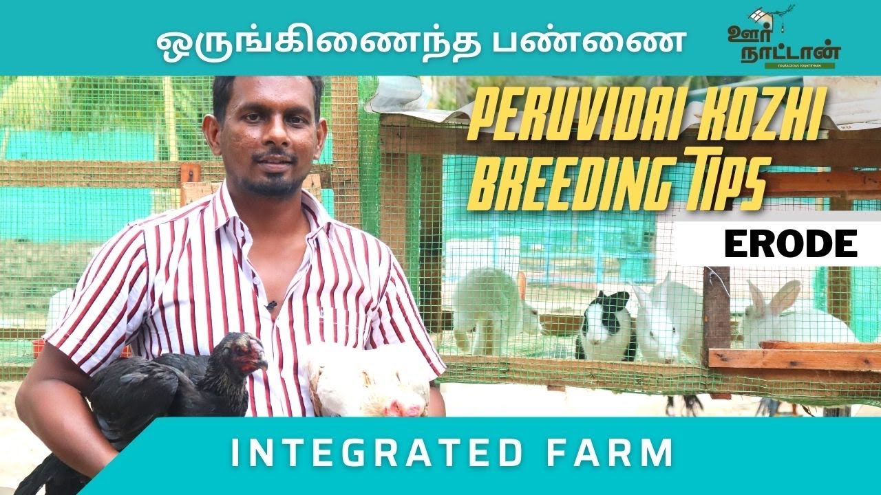 உங்கள் ஆதரவால் வளர்ந்த ஒருங்கிணைந்த பண்ணை | Peruvidai Kozhi Chicks Sale | Oor Naattan