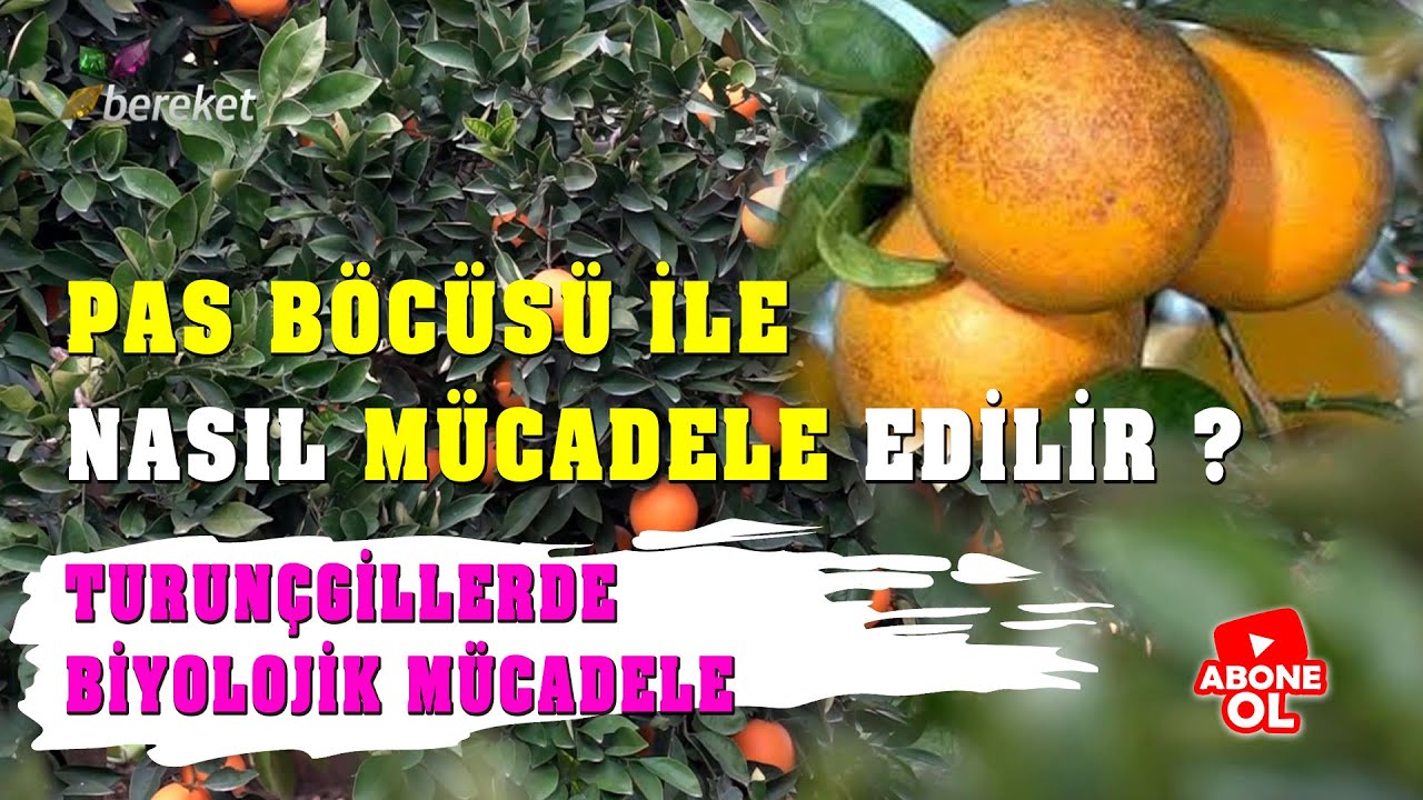 Tarımsal Hap Bilgiler | Pas Böcüsü İle Mücadele