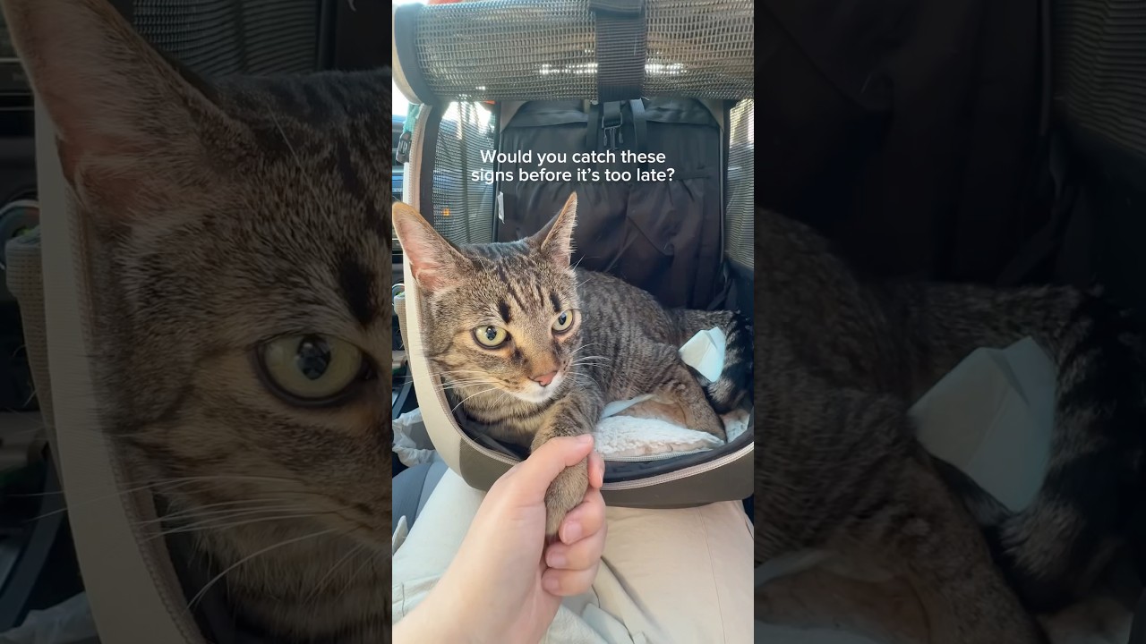 Urinary blockage signs every cat parent needs to know #cat #shorts #viral #cathealth #catcare